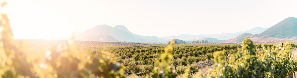 2025 California Wine Month Mobile Hero