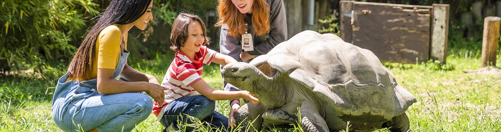 Tortoise encounter at zoo